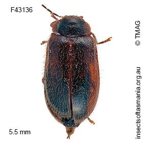 Sisyracyphon dasys