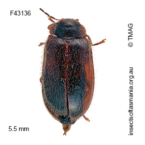 Sisyracyphon dasys