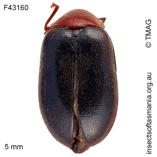 Species image
