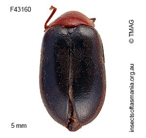 Pseudomicrocara sp 1 nr decipiens