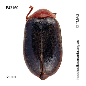 Pseudomicrocara sp 1 nr decipiens