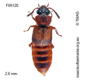 Pseudophloeocharis sinuatum