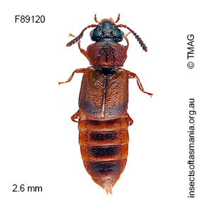 Pseudophloeocharis sinuatum