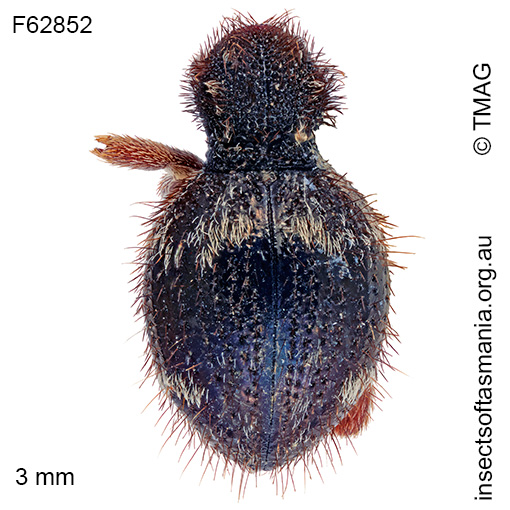Species image