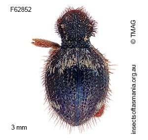 Ptinus cupreoniger