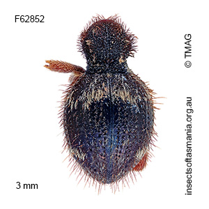 Ptinus cupreoniger