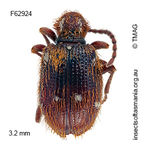 Ptinus exulans
