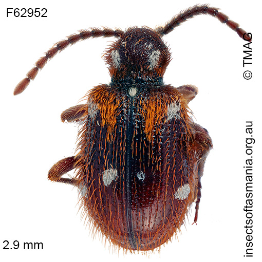 Species image
