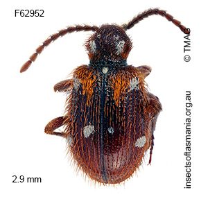 Ptinus tectus