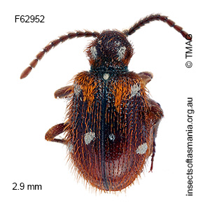 Ptinus tectus