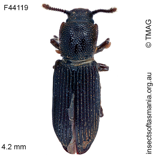 Species image