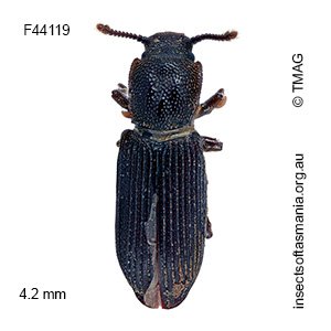 Pycnomerus fuliginosus