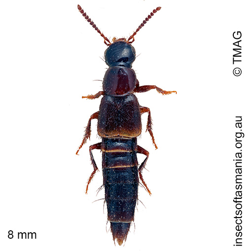 Species image