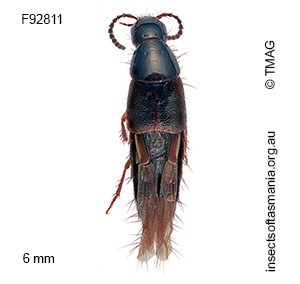 Quedius baldiensis