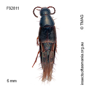 Quedius baldiensis