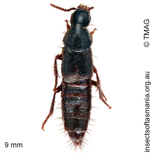 Species image