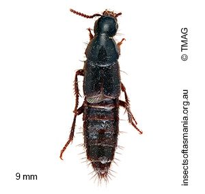 Quedius iridiventris