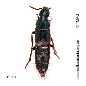 Quedius iridiventris