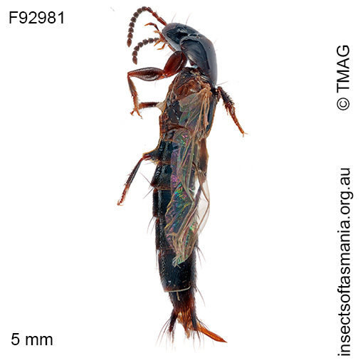 Species image