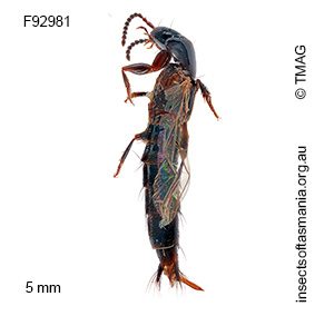 Quedius nitidissimus