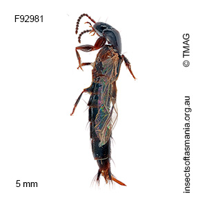 Quedius nitidissimus
