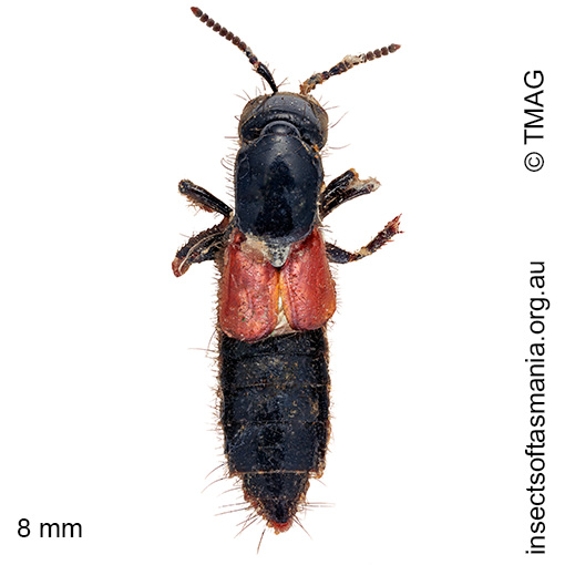 Species image