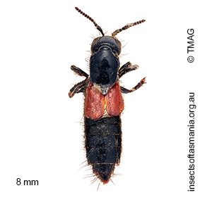 Quedius ruficollis