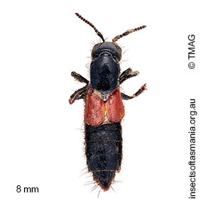 Quedius ruficollis