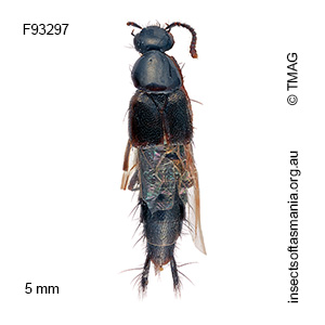 Quedius tepperi