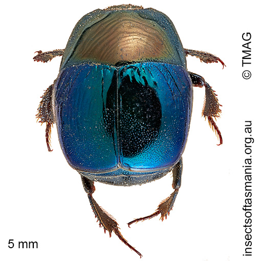 Species image