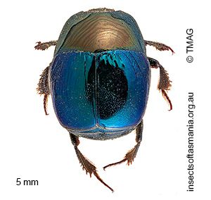 Saprinus australis