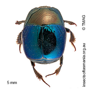Saprinus australis