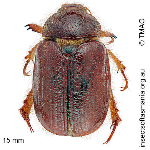 Species image