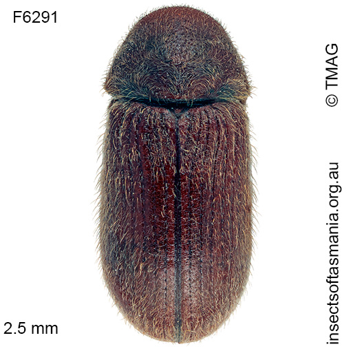 Species image