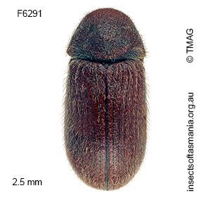 Stegobium paniceum
