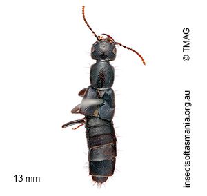 Tasgius ater