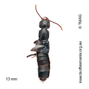 Tasgius ater
