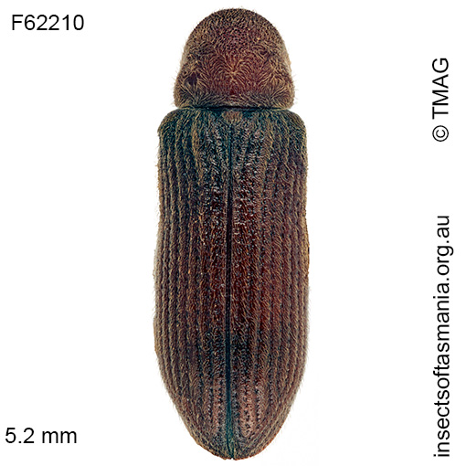 Species image