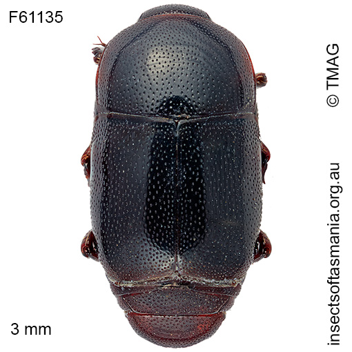 Species image