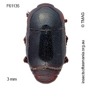 Teretrius sorellensis