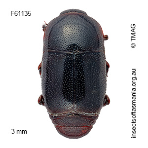 Teretrius sorellensis