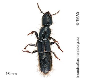 Thyreocephalus chalcopterus