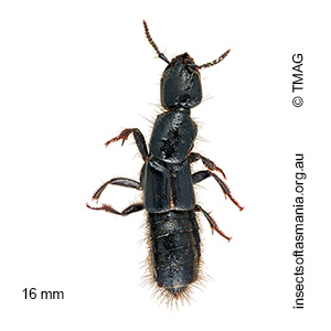 Thyreocephalus chalcopterus