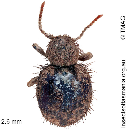 Species image