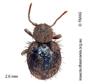 Trigonogenius globulum