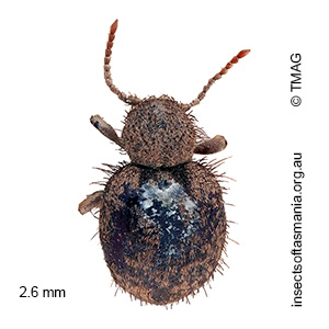 Trigonogenius globulum