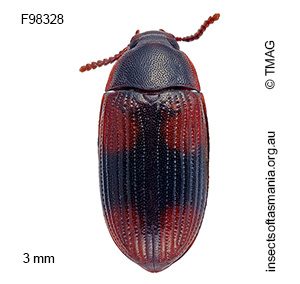 Ulomoides tetraspilotus