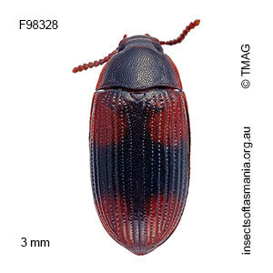 Ulomoides tetraspilotus