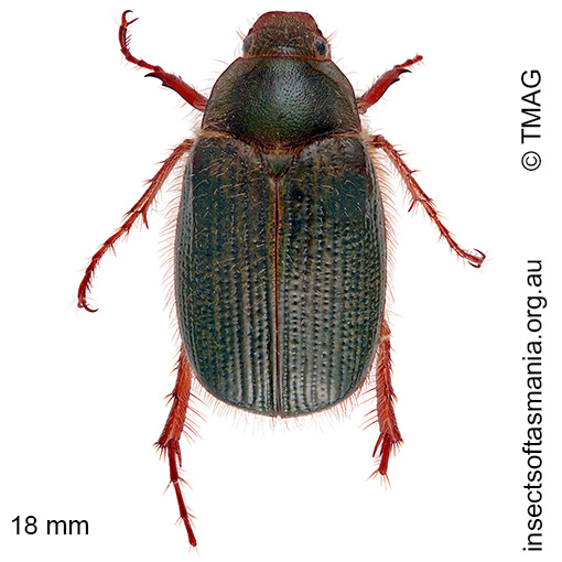Species image
