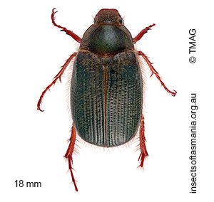 Xylonichus piliger